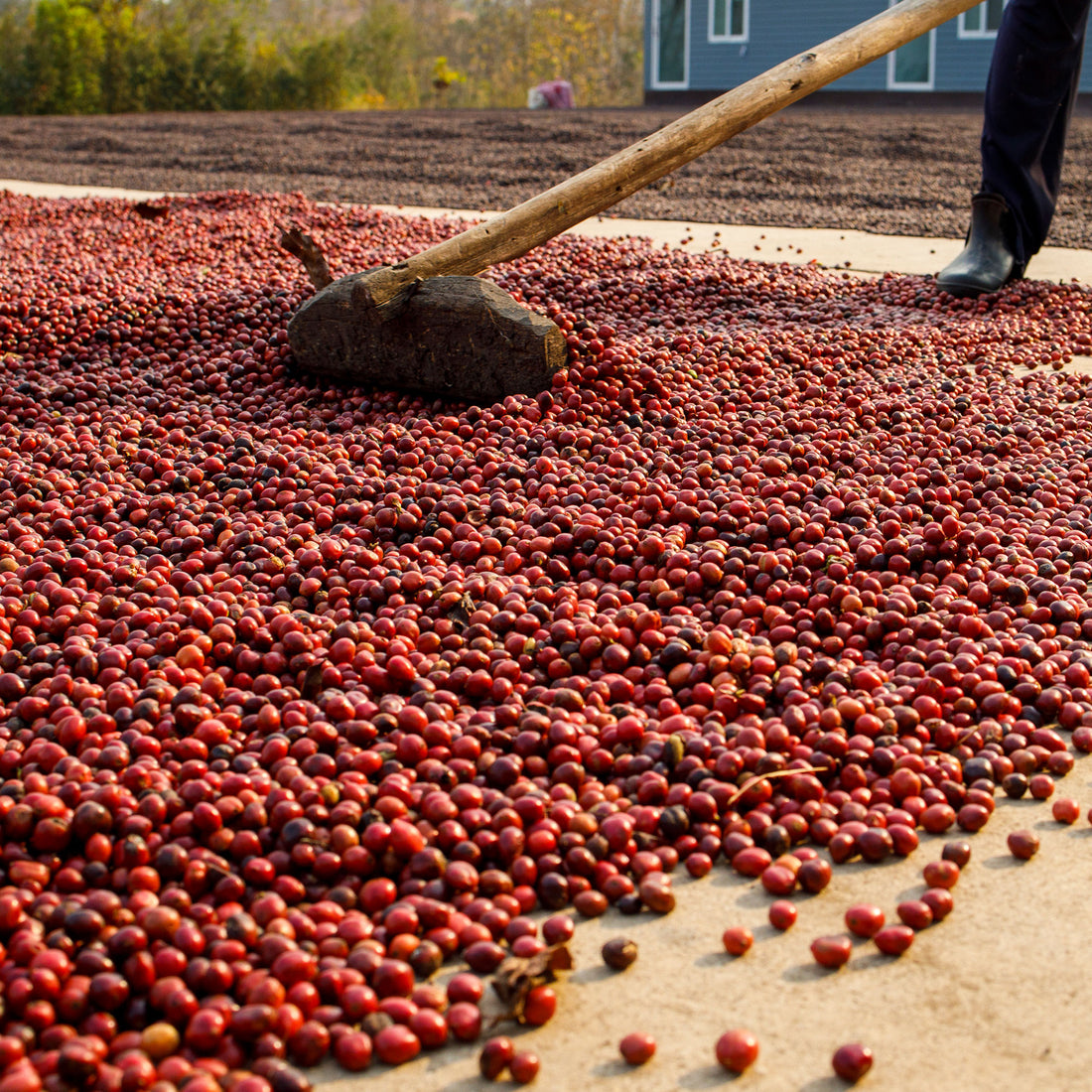 Honduras, Victorio Cruz