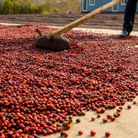 Honduras, Victorio Cruz