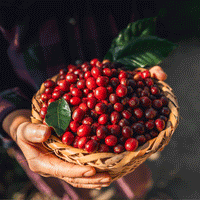 Brazil, Nossa Senhora