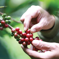 Burundi, Mikuba