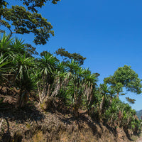 Colombia, Montoya Chiroso