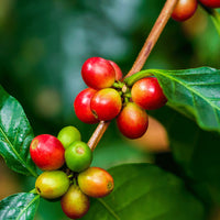 Costa Rica, Labrador Gesha