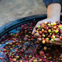 kiss the hippo colombia coffee