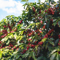 Costa Rica Diego Robelo Single Origin Coffee