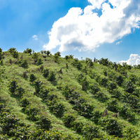 Honduras, Nancy Parainema