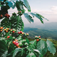 Peru, La Cima Field Blend
