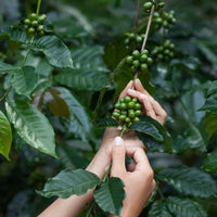 Nicaragua, La Venus