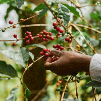 Rwanda, Nziza