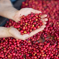 Hands holding red coffee cherries with a background of more coffee cherries.