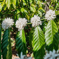 Colombia, El Jardin Papayo