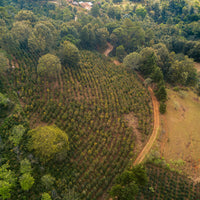 Guatemala, Finca Las Gardenias