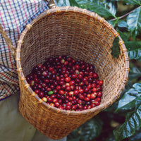 Peru, La Montaña Field Blend