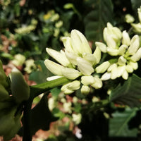 Sitio Pinhalzinho