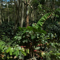 Gui Ben Single Origin Coffee