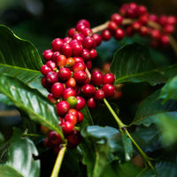 Colombian Coffee Farm Coffee Cherry