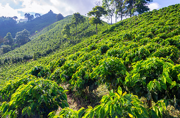 kiss the hippo - coffee - sustainability