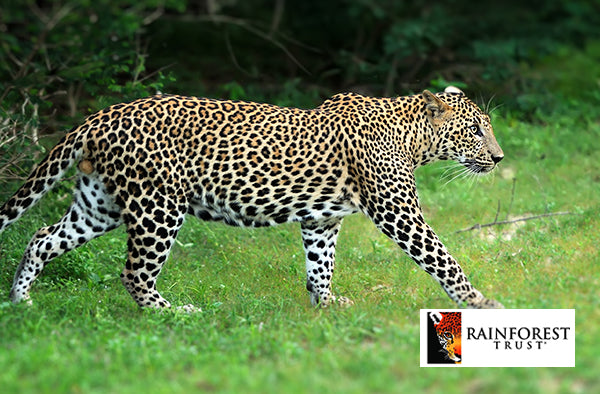 kiss the hippo - coffee - sustainability