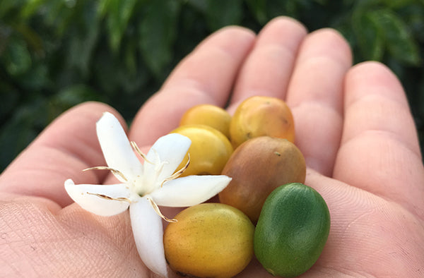 kiss the hippo - coffee - sustainability