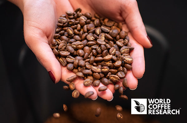 kiss the hippo - coffee - sustainability