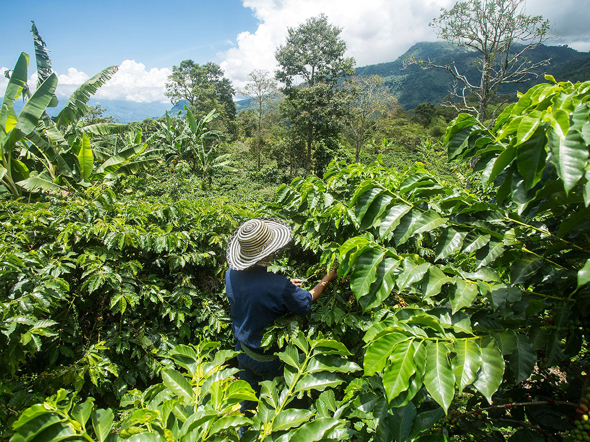 coffee article image