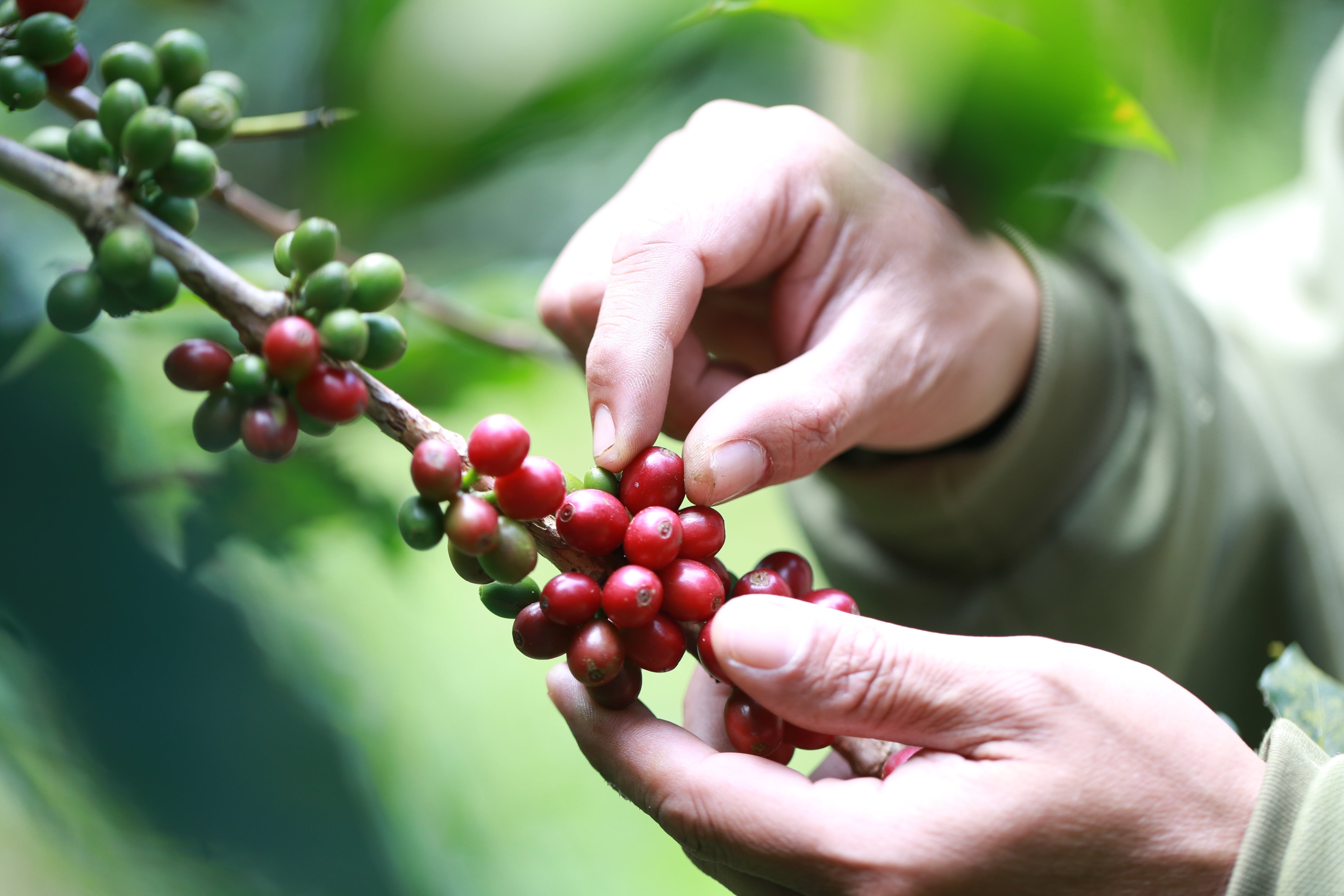 coffee article image