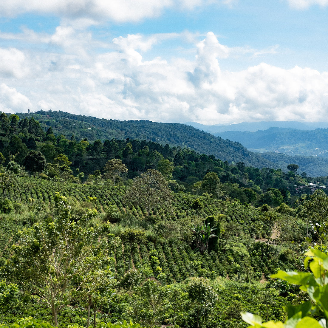 Costa Rica, Mariana Washed