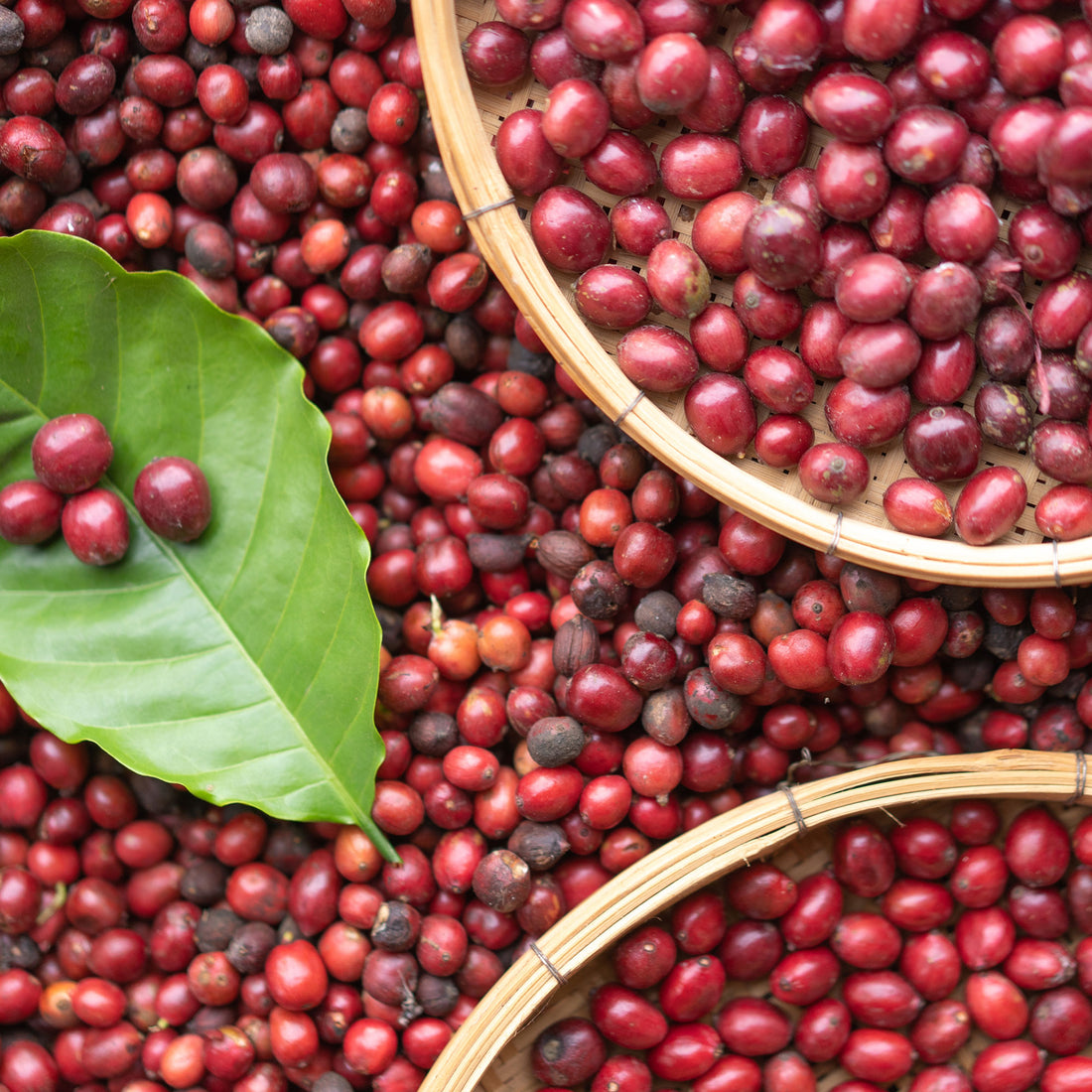 kiss the hippo colombia coffee