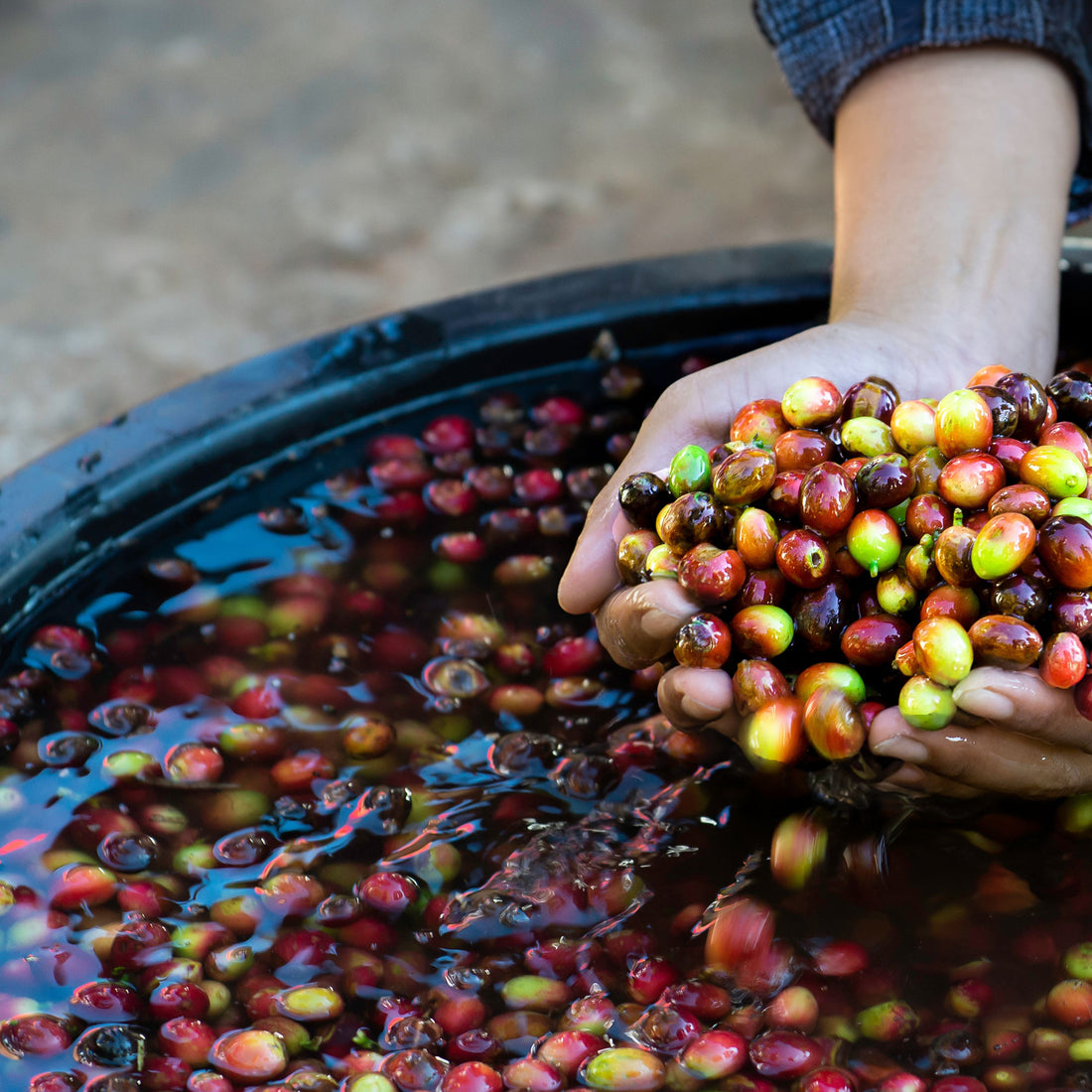 kiss the hippo colombia coffee