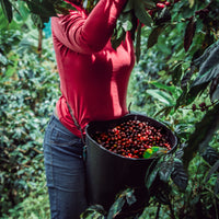 Kiss The Hippo Coffee