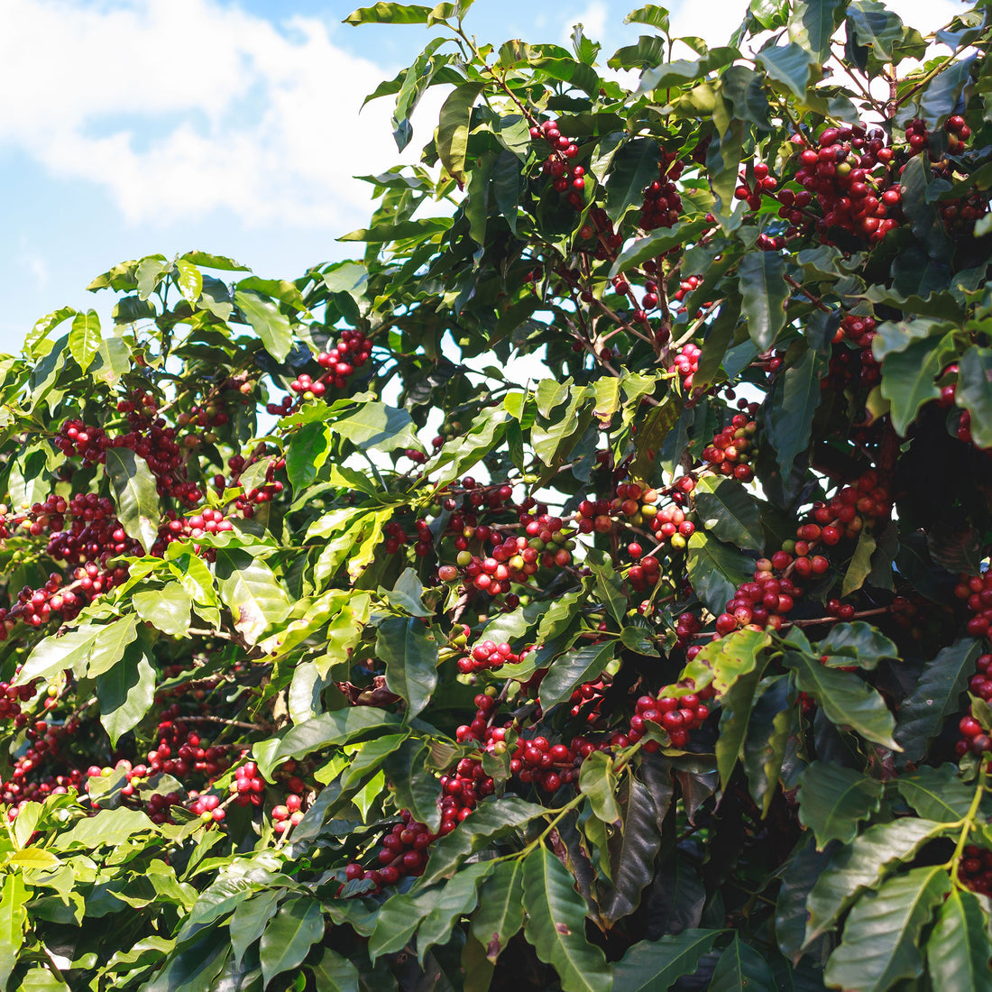 Costa Rica Diego Robelo Single Origin Coffee