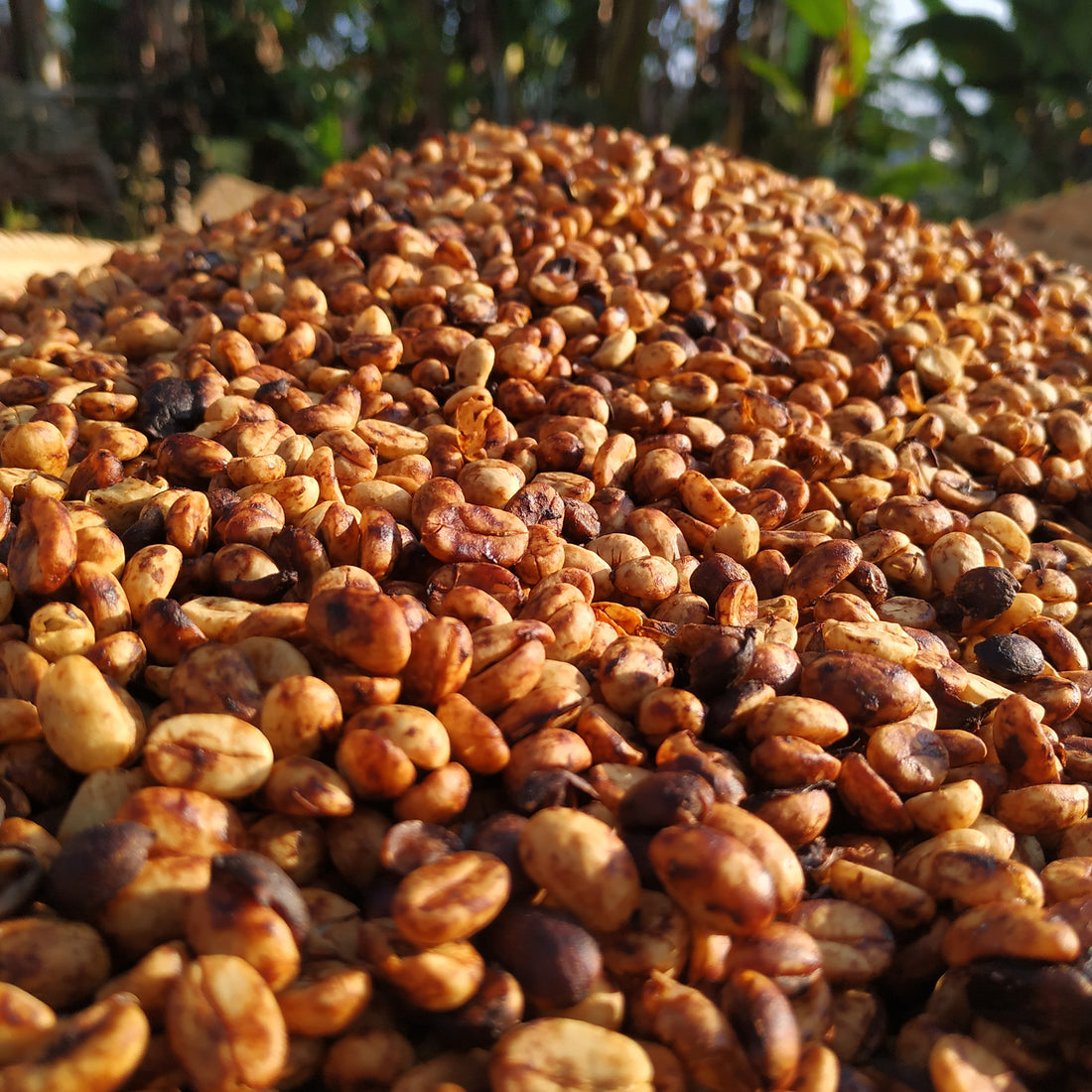 A close-up pile of coffee beans in warm brown and tan tones, with blurred green foliage in the background.