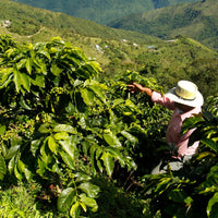 Smallholder coffee farm in Planadas, Tolima, Colombia