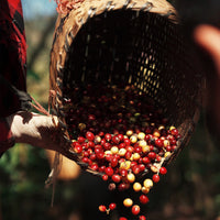 Guatemala, Finca Las Gardenias