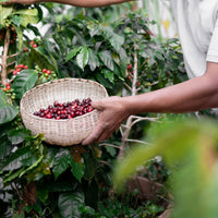 Honduras Coffee Cherry Harvesting