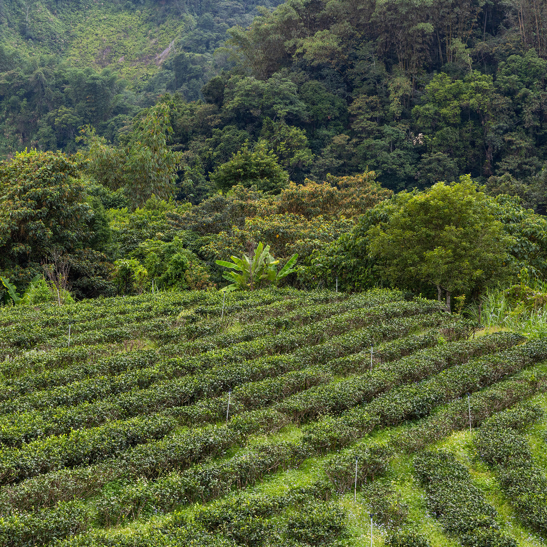 Coffee Farm in Honduras