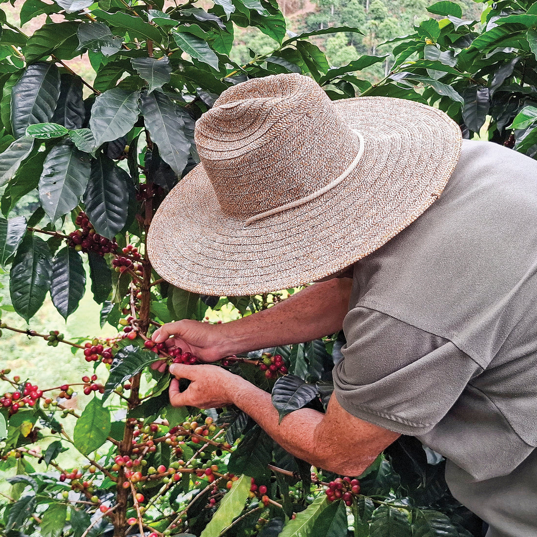Peru, La Cima Field Blend