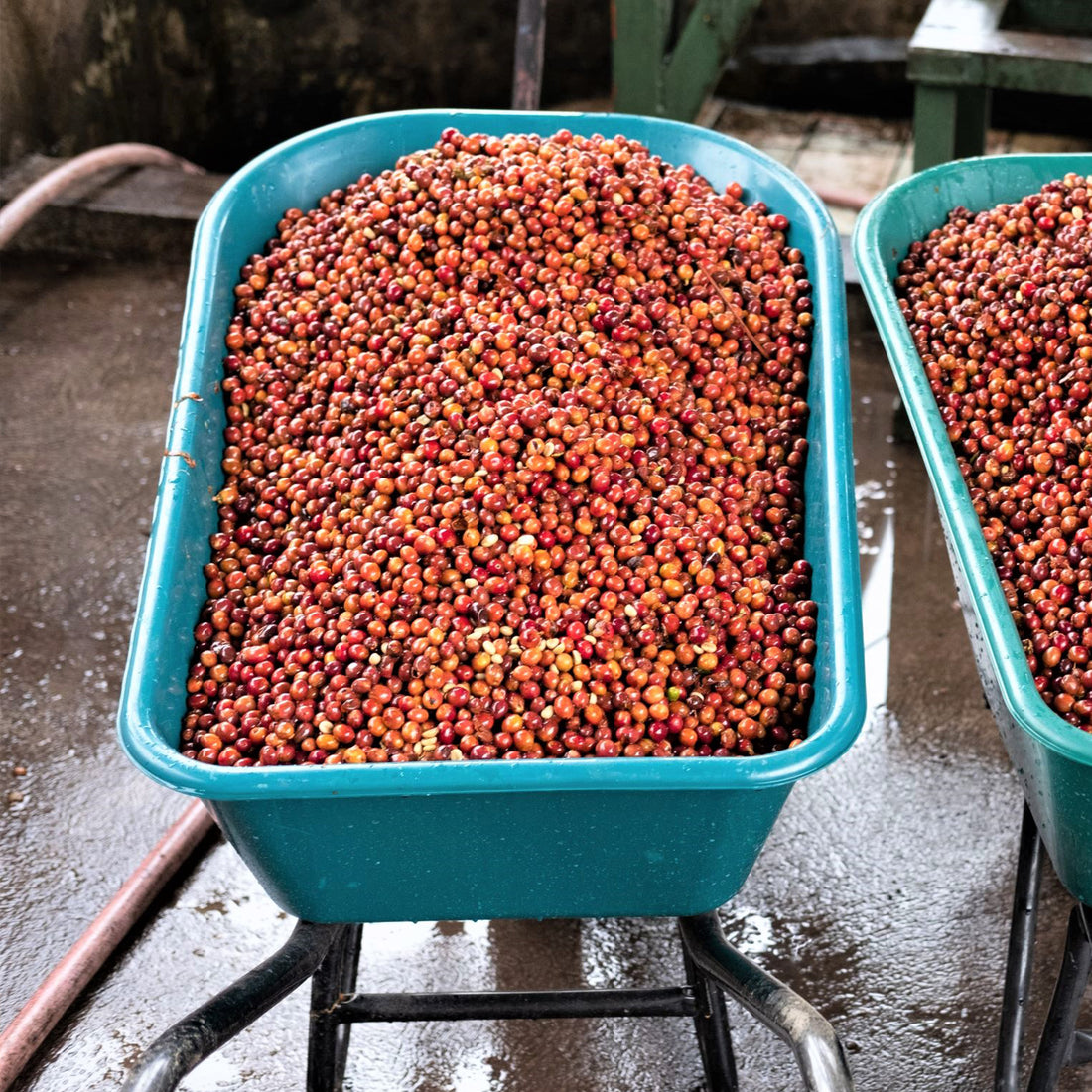 Costa Rica, Mariana Washed