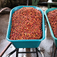 Costa Rica, Mariana Washed