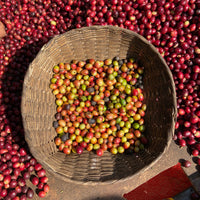 Myanmar The Lady New Single Origin Coffee