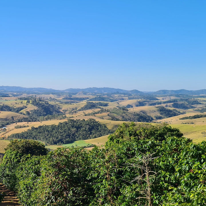 Brazil Sitio Maranhao Coffee Farm