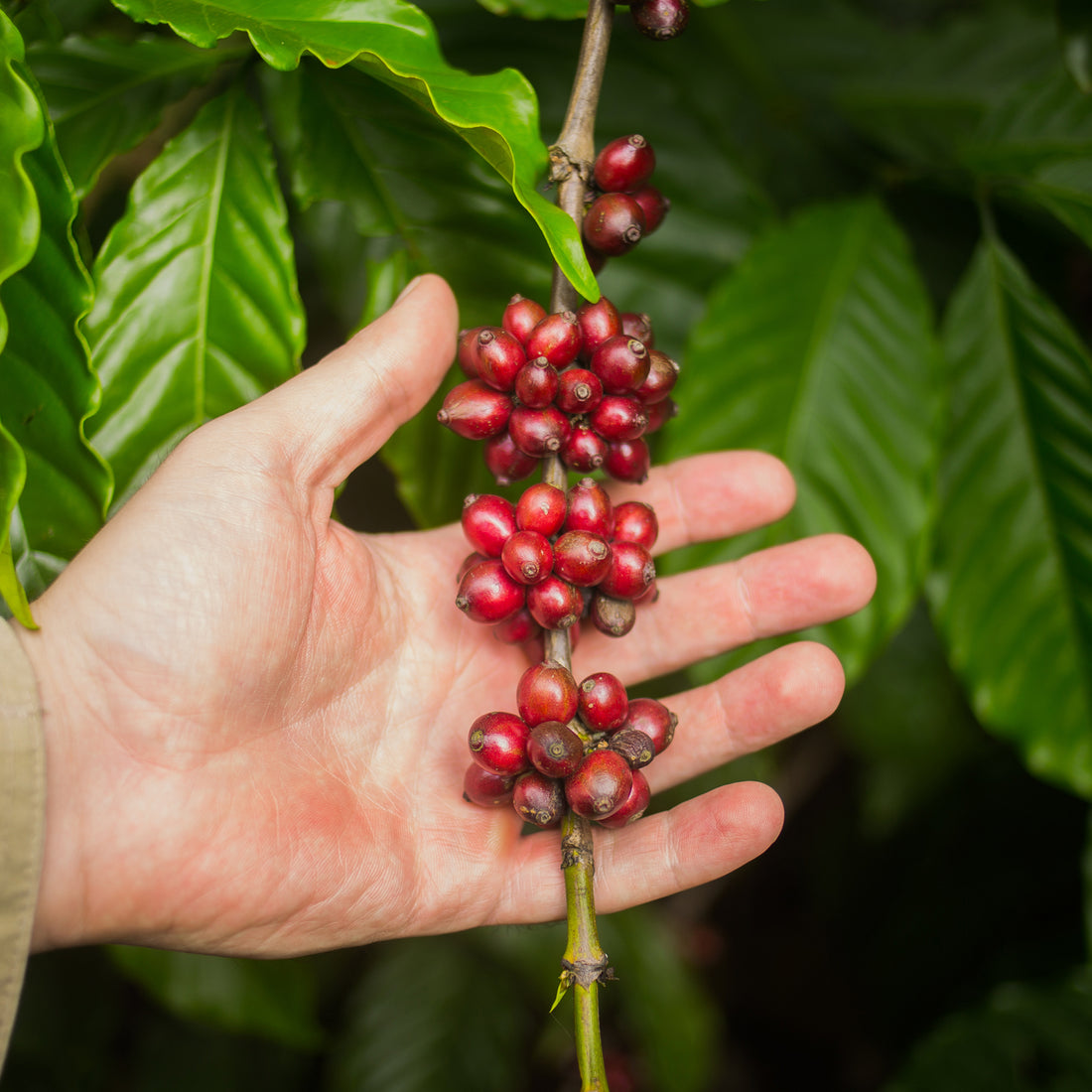 Ecuador, Finca Alemana