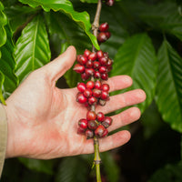 Ecuador, Finca Alemana
