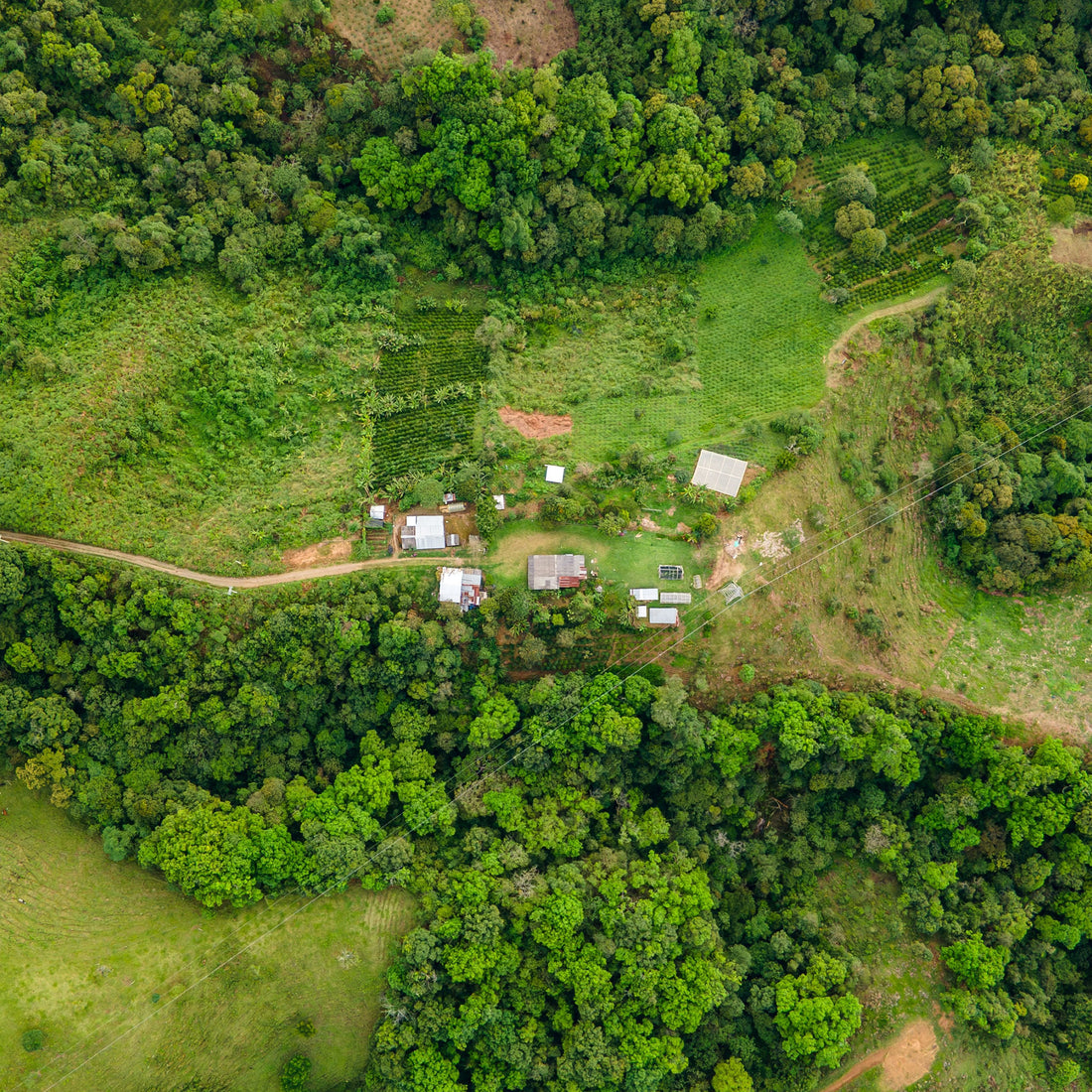 Coffee farm landscape in the growing region for Kiss the Hippo Low Caf