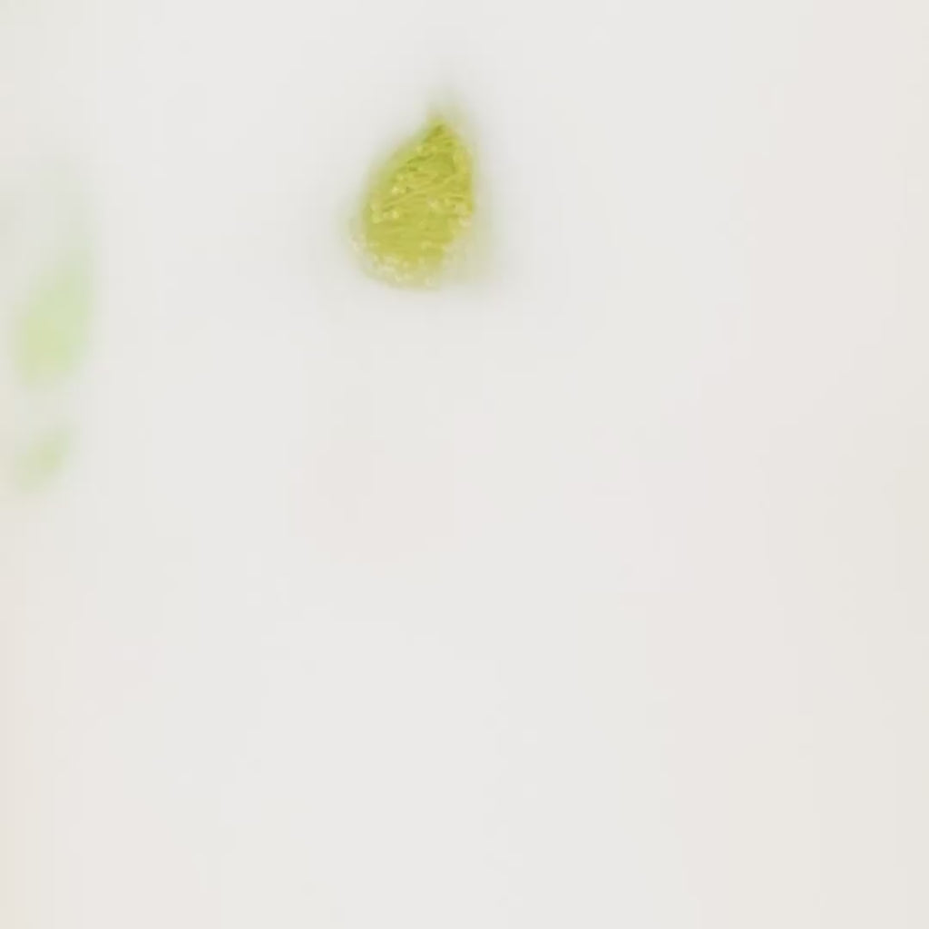 Kiss the Hippo Craft Matcha preparation, ceremonial grade whisked to vibrant green