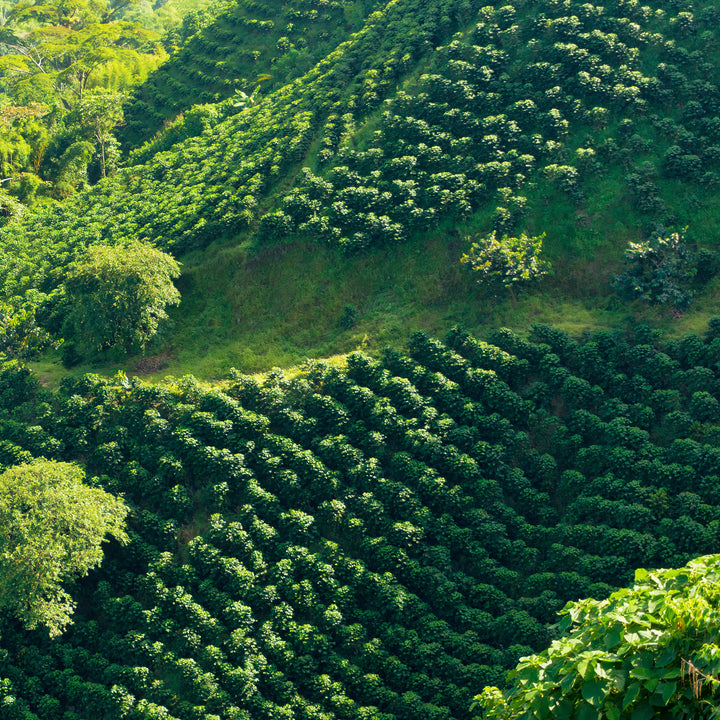 Colombian Coffee Farm