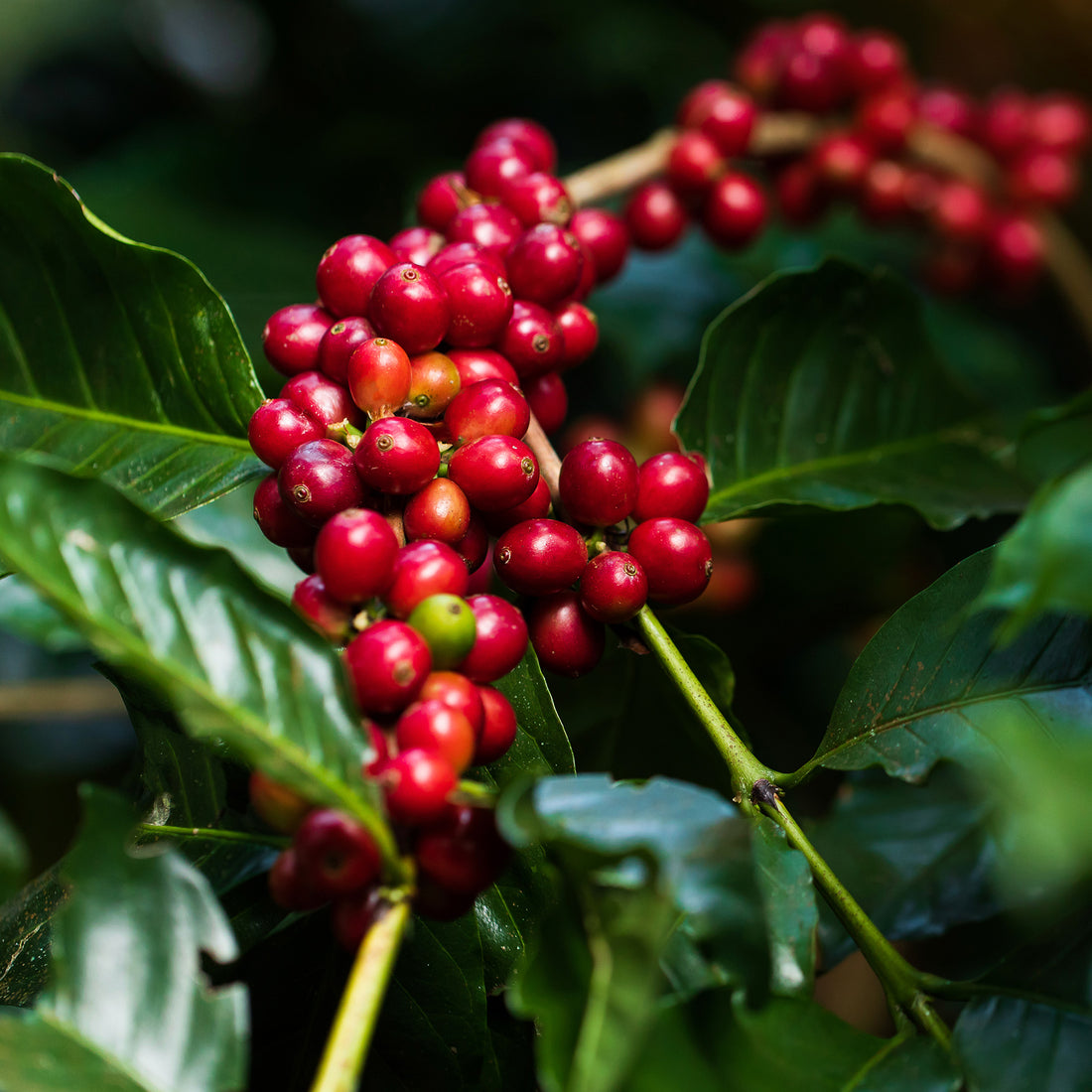 Colombian Coffee Farm Coffee Cherry