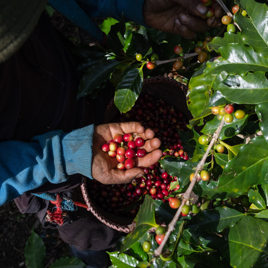 Guatemala, El Durazno