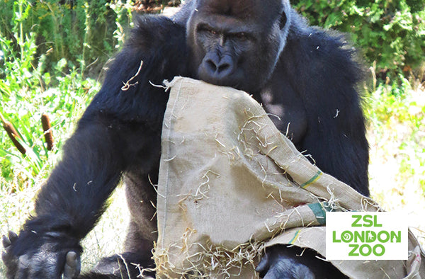 kiss the hippo - coffee - sustainability